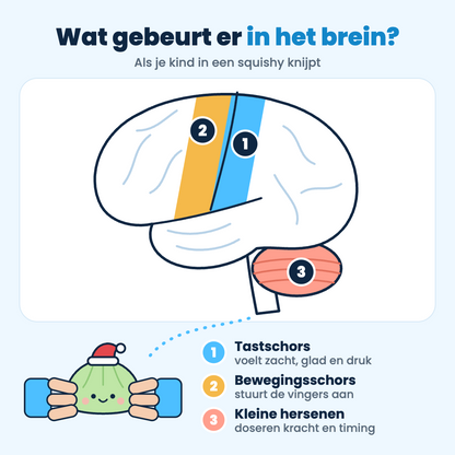 Illustratie: welke hersengebieden actief zijn als een kind in een squishy knijpt