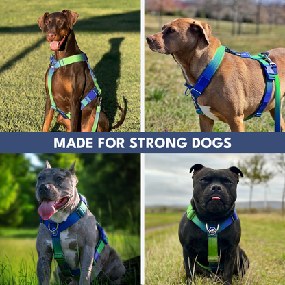 Comfort Control No-Pull Harness Sets