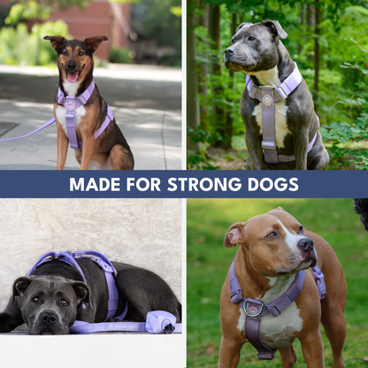 Comfort Control No-Pull Harness Sets